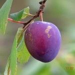 Prunus domestica Gyümölcs