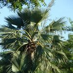 Borassus aethiopum List
