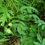 Polemonium reptans Liść