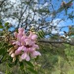 Robinia neomexicana Blüte