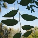 Ziziphus jujuba Leaf