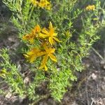 Hypericum perfoliatum Flower