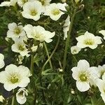 Saxifraga rosacea Blüte