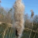 Typha latifolia अन्य