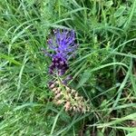 Muscari matritense Квітка