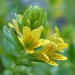 Tozzia alpina Flower