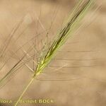 Taeniatherum caput-medusae Mosusu