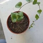 Dioscorea elephantipes Fuelha