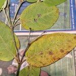 Diplopterys pubipetala 葉