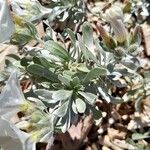 Convolvulus cneorum Leaf