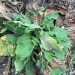 Symphytum caucasicum Folha