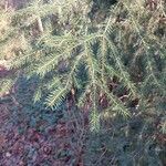 Picea rubens Fulla