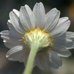 Anthemis tomentosa Flower