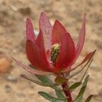 Leucadendron salignum 花