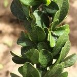 Crescentia mirabilis Hoja