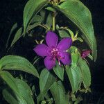 Rhynchanthera grandiflora Kukka