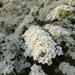 Spiraea × vanhoutteiKvet