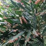 Phyllanthus arbuscula