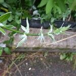 Salvia discolor Autre