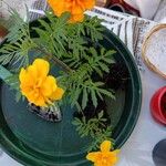 Tagetes tenuifolia പുഷ്പം