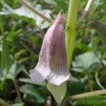 Sesamum sesamoides Blüte