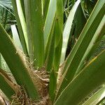 Sabal causiarum Leaf