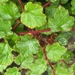 Rubus tricolor Leaf