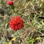 Kleinia abyssinica 花