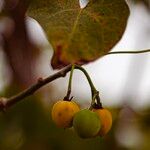 Jatropha curcas Frucht