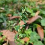 Polygonum plebeium 形態