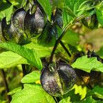 Nicandra physalodes Meyve