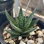 Aloe aristata Leaf