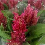 Celosia argenteaFlower