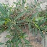 Ficus cordata Hoja