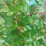 Luma chequen Blatt