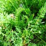 Astragalus monspessulanus Habitus