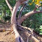 Erythrina lysistemon Alkat (teljes növény)