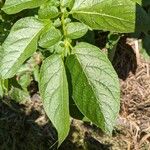 Solanum tuberosum Foglia