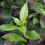 Lobelia cardinalis Leaf