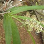 Polystachya odorata Blatt