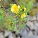 Linaria vulgarisFlors