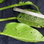 Monstera dissecta Other