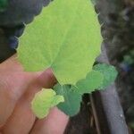 Berberis congestiflora Leaf