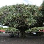 Dracaena draco Feuille