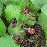 Rubus elegantispinosus Hedelmä