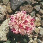 Calyptridium monospermum 花