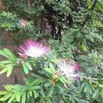 Calliandra brevipes 花
