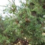 Juniperus phoenicea Fruit