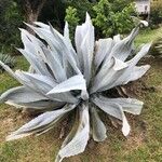 Agave beauleriana Leaf