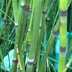 Equisetum hyemale Folla